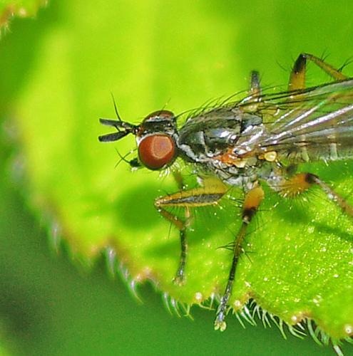 Cleigastra apicalis